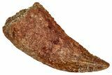 Bargain, Raptor Tooth - Real Dinosaur Tooth #332914-1